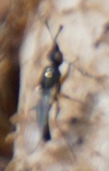 Prochyliza xanthostoma