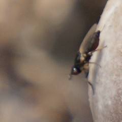 Prochyliza xanthostoma