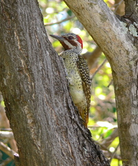 Campethera bennettii