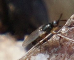 Prochyliza xanthostoma