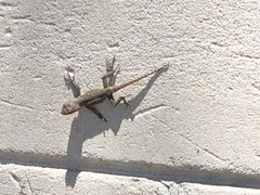 Sceloporus grammicus microlepidotus