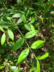 Euonymus americanus