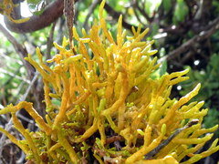 Dufourea flammea