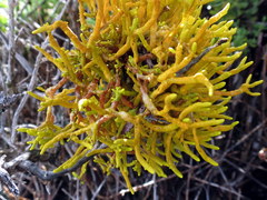 Dufourea flammea
