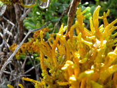 Dufourea flammea