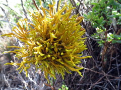 Dufourea flammea
