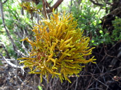 Dufourea flammea
