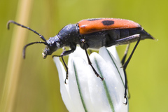 Anastrangalia laetifica