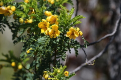 Senna arnottiana