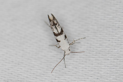 Argyresthia austerella