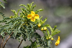Senna arnottiana