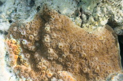 Echinopora hirsutissima