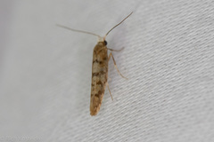 Argyresthia alternatella