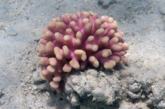 Stylophora