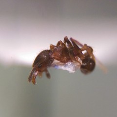 Pheidole pilifera