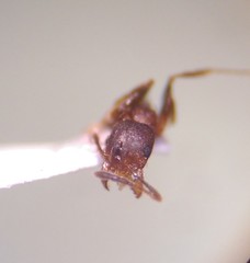 Pheidole pilifera