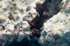 Tubastraea