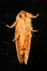 Pseudanapaea