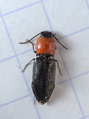 Cardiophorus gramineus