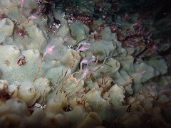 Tubulariidae