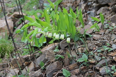 Polygonatum glaberrimum