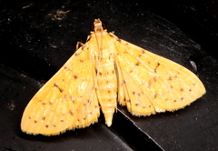 Conogethes