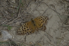 Argynnis paphia