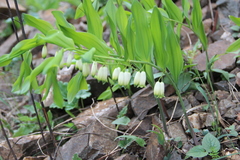 Polygonatum glaberrimum