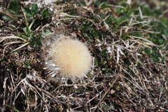Carlina acaulis
