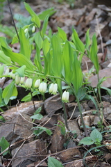 Polygonatum glaberrimum