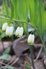 Polygonatum glaberrimum