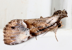 Alophosoma emmelopis