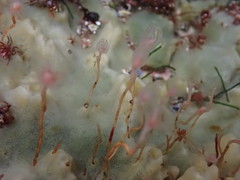 Tubulariidae