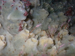 Tubulariidae