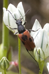 Anastrangalia laetifica