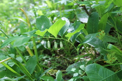 Polygonatum glaberrimum