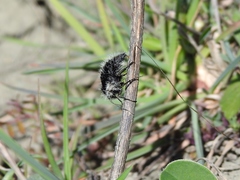 Lycia florentina