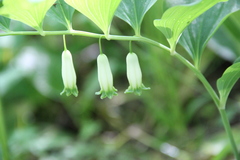 Polygonatum glaberrimum