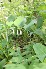 Polygonatum glaberrimum