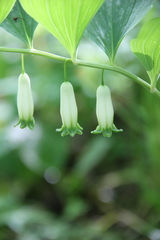 Polygonatum glaberrimum