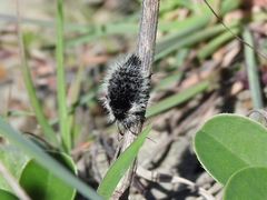 Lycia florentina