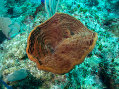 Cribrochalina vasculum