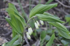 Polygonatum glaberrimum