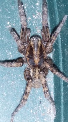 Arctosa personata