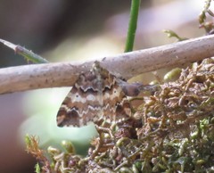 Enchoria lacteata