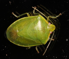 Glaucias