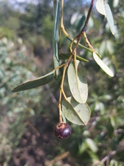 Rhoicissus laetans