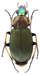 Chlaenius tibialis