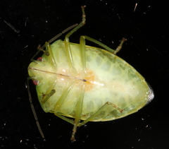 Glaucias