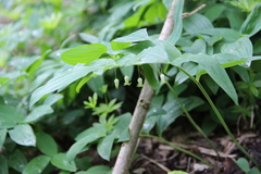 Polygonatum orientale
